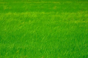 Baby Green rice field in countryside at thailand