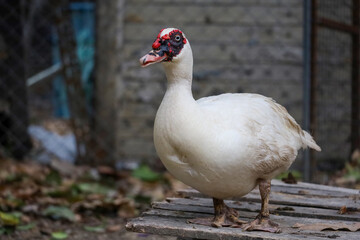 The white duck is cute animal at farm