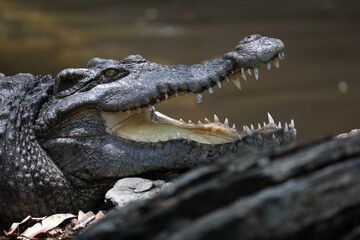 Close up crocodile is action show head in garden
