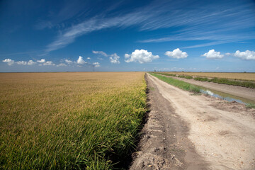 Path Through Rice Fields in Isla Mayor, Sevilla Near Doñana Region