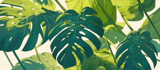 Close up view of a stunning Monstera leaf against a white background presented in a flat lay style