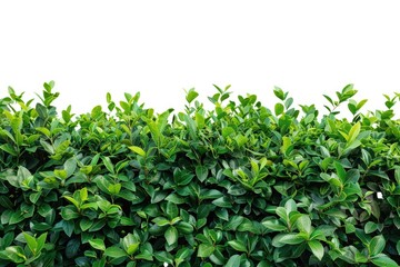 A close-up shot of a hedge with lush green leaves, perfect for use in gardening or nature-themed designs