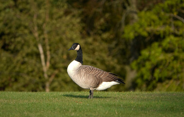 A beautiful view of a Canada goose standing on the grass in a park in summer. 