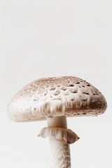 A close-up shot of a single mushroom on a white background, perfect for use in articles about nature or as a decorative element