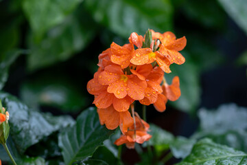 The flower of a Crossandra “Fortuna”. Crossandra is a genus of plants in the family Acanthaceae. This species produces an orange inflorescence.