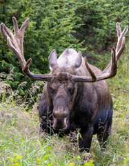 Alaska yukon Bull Moose in Autumn in Alaska