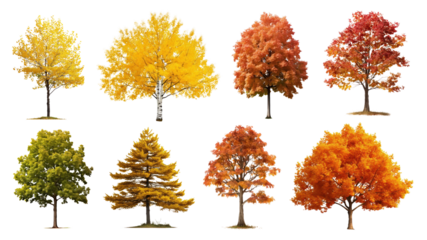 Autumn tree elements png cut out set