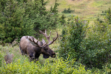 Alaska yukon Bull Moose in Autumn in Alaska