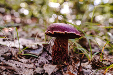 Frost's Bolete Mushroom