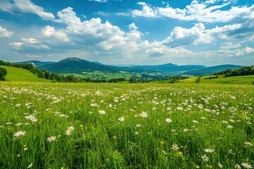 Fototapeta premium Green meadow with field flowers. Nature landscape with high attitude grass. Beautiful scenery in the Carpathian Mountains , ai