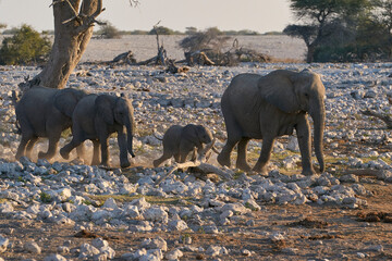 Family group of African elephant (Loxodonta africana) approaching a waterhole in Etosha National...