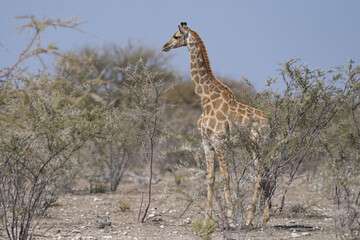 Young Giraffe (Giraffa camelopardalis) walking amongst arid scrubland in Etosha National Park, Namibia