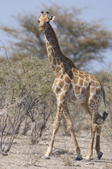 Young Giraffe (Giraffa camelopardalis) walking amongst arid scrubland in Etosha National Park, Namibia