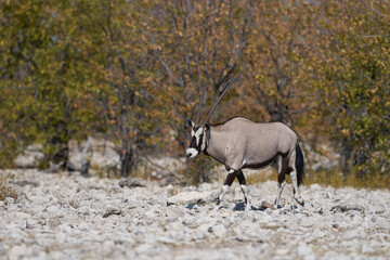 Gemsbok (Oryx gazella) approaching a waterhole in Etosha National Park, Namibia 