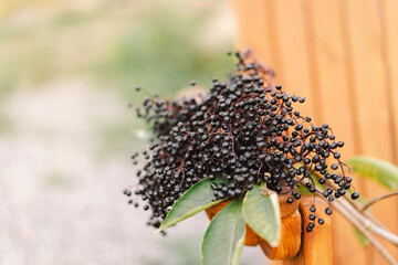 A cluster of ripe elderberries with deep purple-black fruit (Sambucus nigra). Elder, black elder....