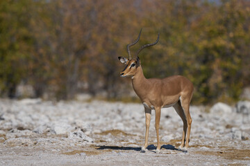 Male Black-faced Impala (Aepyceros melampus petersi) in Etosha National Park, Namibia.      
