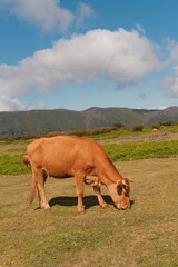 cows in the field of Fanal Rorest in Madeira, Portugal