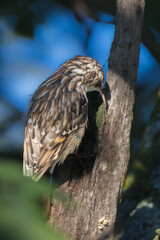 Short-toed Treecreeper perched on a branch in the morning light