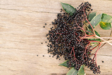 A cluster of ripe elderberries with deep purple-black fruit (Sambucus nigra). Elder, black elder....