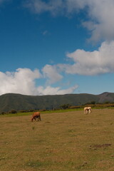 cows in the field of Fanal Rorest in Madeira, Portugal