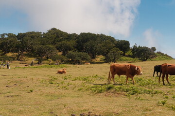 cows in the field of Fanal Rorest in Madeira, Portugal