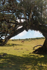 cows in the field of Fanal Rorest in Madeira, Portugal