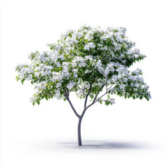 Obraz premium Isolated blooming tree with white flowers, perfect for nature and botanical themes, standing alone on a white background.