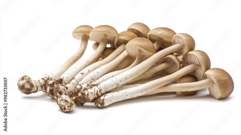 Poster A cluster of Yanagi mushrooms lying on a white background, their long stems and rounded caps creating a pleasing and balanced composition