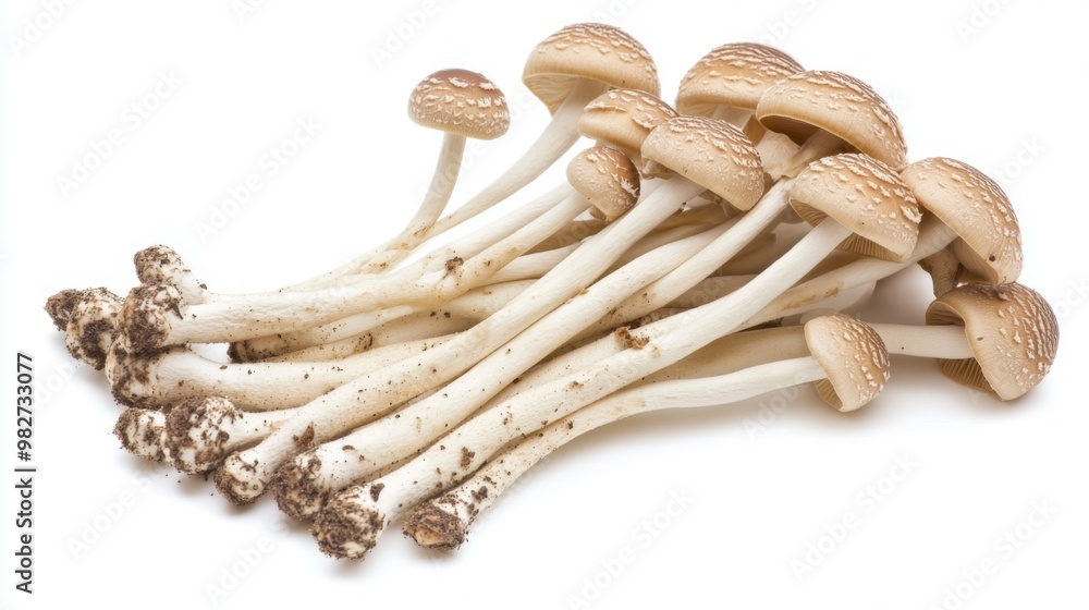 Leinwandbilder a cluster of yanagi mushrooms lying on a white background, their long stems and rounded caps creatin