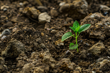 Young plant springing up out of the soil. The plant is small and has a lot of leaves. food security banner