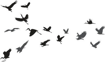 flock of birds silhouette