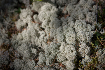 Russia Karelia moss reindeer lichen close-up