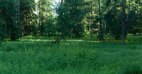 clearing in the forest with wild herbs © Evgeny