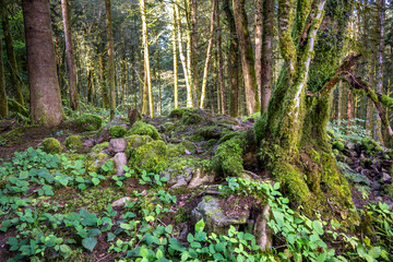 Sous bois d'une forêt européenne avec des pierres, de la mousse et des arbres feuillus et conifères