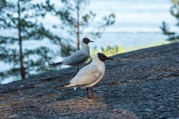 Black-headed gull on rocky lake bank