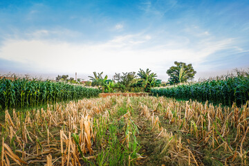 Obraz premium corn plantations in tropical areas