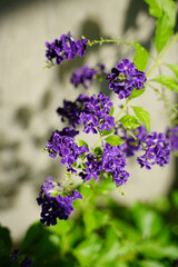 庭に咲くデュランタの花