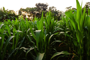 Obraz premium corn plantations in tropical areas