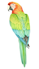 Obraz premium PNG Parrot drawing animal bird.