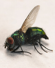 close up of a fly isolated on white background, macro