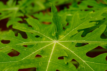 green papaya leaves close up