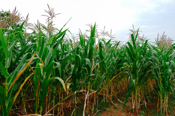 Obraz premium corn plantations in tropical areas
