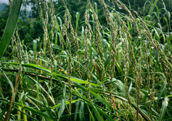 green grass in the wind