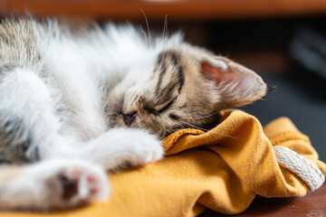 Close-up of a Sleeping Kitten's Paw on Yellow Fabric
