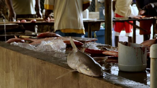 Illegally caught shark and other fish at a fish market in Tobago and Trinidad. The seller guts the fish. ProRes video.