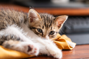 Adorable Sleeping Kitten on Yellow Sweatshirt