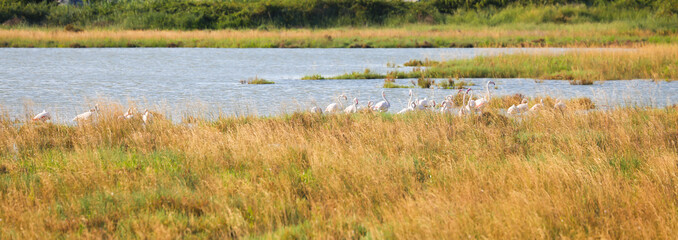 Italy, Comacchio - lagoon with blue sky during summer. Wetland with flamingos