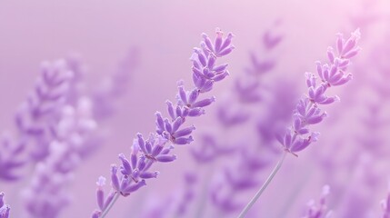 Obraz premium lavender flowers in the field