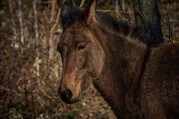 free grazing breeding of horses in Valle di Castro, Marche in Italy