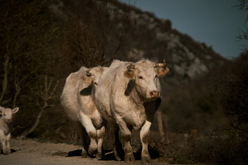 free-grazing cattle breeding in Valle di Castro, Marche in Italy 